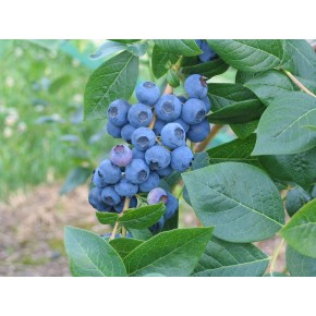 Bleuetier semi-nain Northland 1 gallon