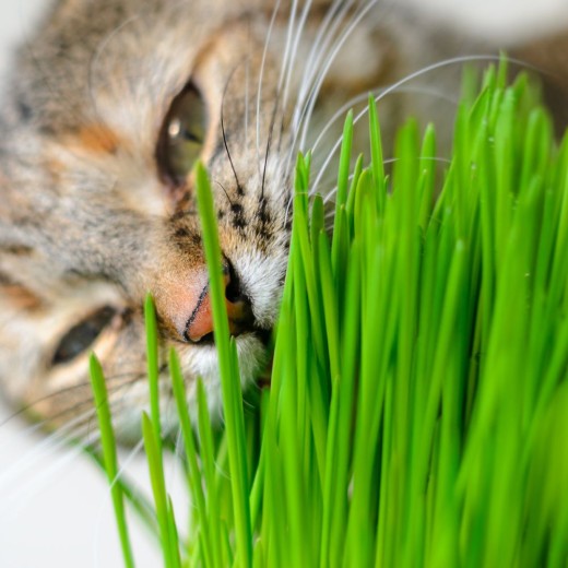 (Q8) Quatuor "Herbes à chat"