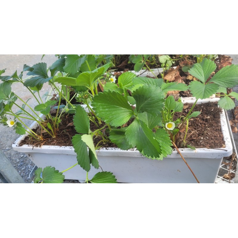 (J3) Fraisiers en balconnière