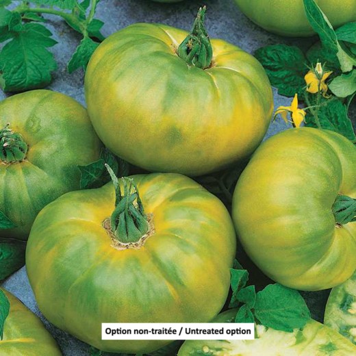 (T3) Grosses Tomates Vertes (Indet)