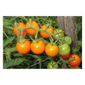 (C1) Tomates cerises Oranges (Indet)