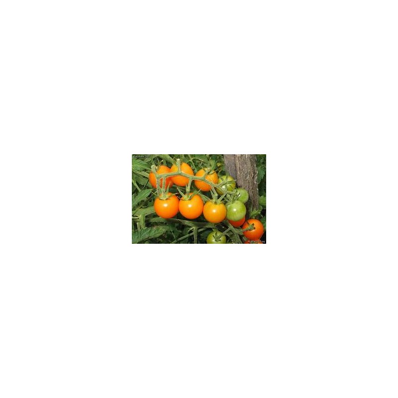 (C1) Tomates cerises Oranges (Indet)