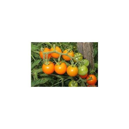 (C1) Tomates cerises Oranges (Indet)