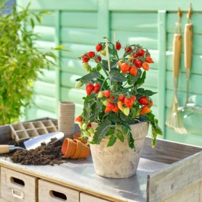 (B1) Balconnière 24'' tomates Cerises