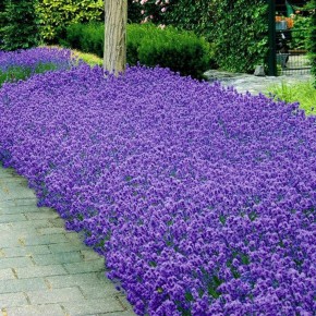 (B2)  Balconnière 24'' herbes de provence