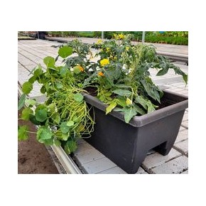 (B2)  Balconnière 24'' herbes de provence